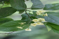 Cordia lutea